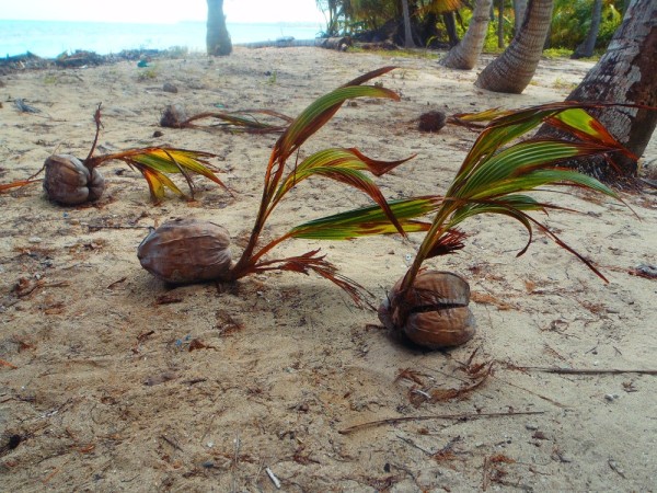 Coconut Palms taking root.