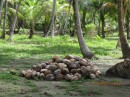Coconuts ready to be sent to Nargana for sale