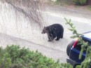 Neighborhood Bear visits.