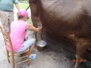 Jeannie honing her milking skills at Middleton Place Plantation, Charleston