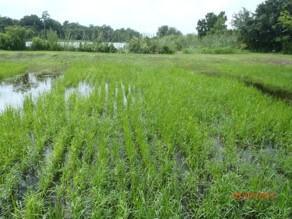 Rice Field, Middleton Place Plantation, Charleston