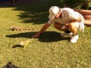 how to feed an Iguana?  Step One:  Get his attention!