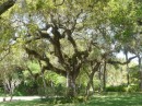 The oak trees have Spanish Moss hanging from them.