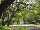 The beautiful old oak trees that line the streets around Vero Beach Marina.