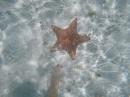 A star fish compared to my foot