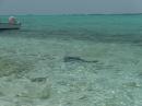 Nurse Sharks roaming the beach as we got out of the dinghy