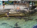 Nurse Sharks hanging around for a feed