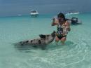 The pigs at Big Major Spot Cay: The pigs love the tourists coming to feed them. They even swim up to your boat