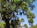 Oak trees with Spanish Moss