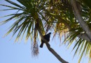 Tui - common NZ bird. Black with two little white dingle balls on their necks.