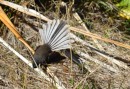 Tirairaka or Fantail - one of our favorite NZ birds as they follow you down the trail putting on a show as you kick up the insects they love to snack on. 