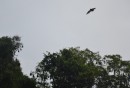 Samoan Flying Fox is the actual name of these fruit bats. Wing spans can be up to three feet across.