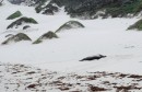 An Elephant Seal, sleeping in the dry beach sand.