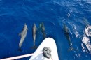 Our dolphin escort out to the ocean
