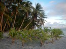 A new grove of coconuts planted at the island entrance