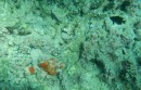 There are two fish in this photo. Can you see them both? (hint: The Stonefish has some orange coloring.)