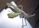 Preying Mantis guarding the outlet in the laundry room.