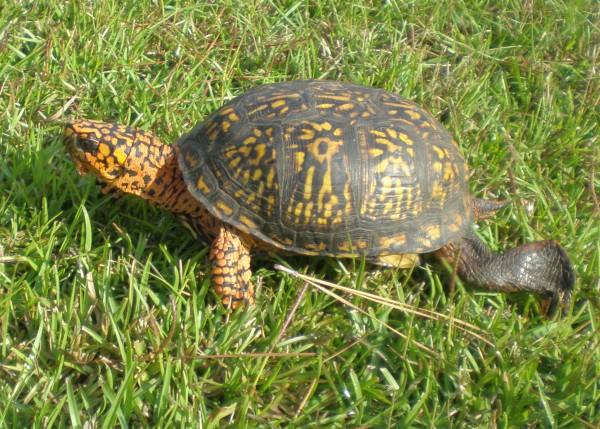 Turtle we saw on the road in Oriental and chased into the grass. I think he wanted to join the parties at WPM but just didn