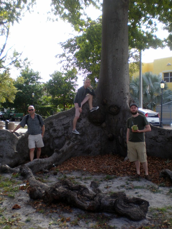 Massive ceiba tree with above ground roots in Cuban Memorial Boulevard Park