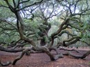 Angel Oak Tree on Johns Island. a live oak that