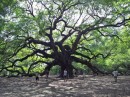 Angel Oak from the other side on a sunny day when a friend of Randy