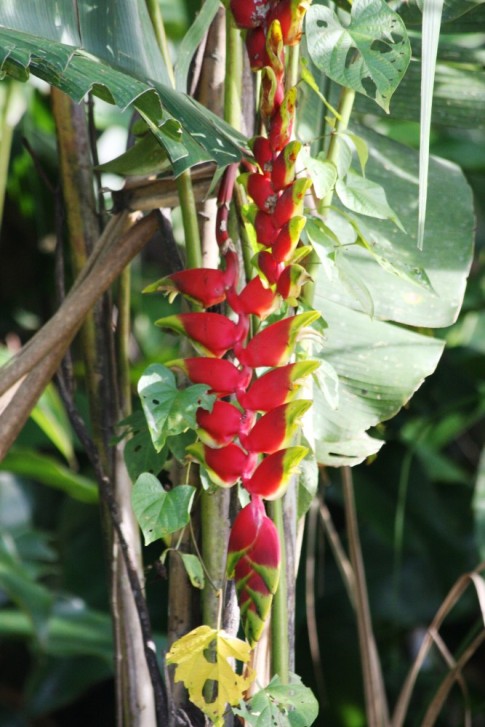 A firecracker plant... ok so its not its technical name but it suits