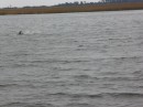 Finally got a picture of a dolphin