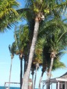 My favorite trees at the beach bar at Old Bahama Bay Marina