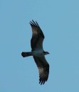 A flock of osprey hovered over what must have been a school of fish as we were passing by on our way to the Bay Bridge.