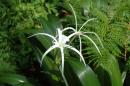 A beautiful spider lily.