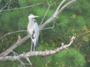 A great blue heron that Robert thought might be in breeding plumage. 