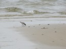 A shorebird finds dinner in the sand.