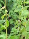 What is likely an Argiope garden spider. They spin their webs with a very unusual zigzag pattern in the center. Garden spiders rarely bit humans and are not poisonous, so it