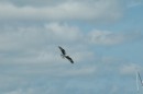 An osprey flies overhead with his catch clutched in his talons. 