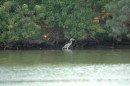 A great blue heron fishes in the shallows.