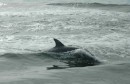 The next several photos are of dolphins that surfaced near the boat along the section of the ICW between Spooners Creek and Swan Point.