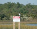 Gull unimpressed with the Danger sign.