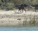 As we passed along a section of the waterway through Camp LeJeune, a bobcat loped down to the edge of the water and walked along it for a short distance. At first I thought it was a dog.