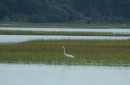 A great egret stalks lunch.