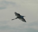 A great egret, gorgeous in flight.