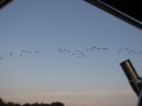 Migrating geese returning to the bay for the winter.