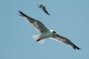 While on the Patriot cruise, Robert took this series of seagull photos.
