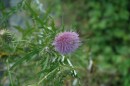 Thistle along the walking trail, a great attraction for bees and butterflies.