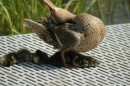 Ignoring her lifeless chicks, Mother Duck proceeded to do some impressive yoga moves. Check out this cobra pose.