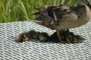 This mother duck appeared to be standing guard over a bunch of dead baby ducks. One poor fellow had fallen forward and had his beak buried in the grate that led up to the dock from the water.