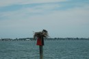 An adult and a fledgling osprey at channel marker 14 on the way into Hampton, Va.