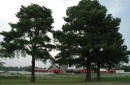 This is another view of the farm buildings through the trees.
