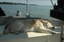 Madison snoozes in the cockpit on the way into San Domingo Creek.