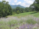 The lavender maze at Mountain Farm.