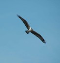 A soaring osprey.